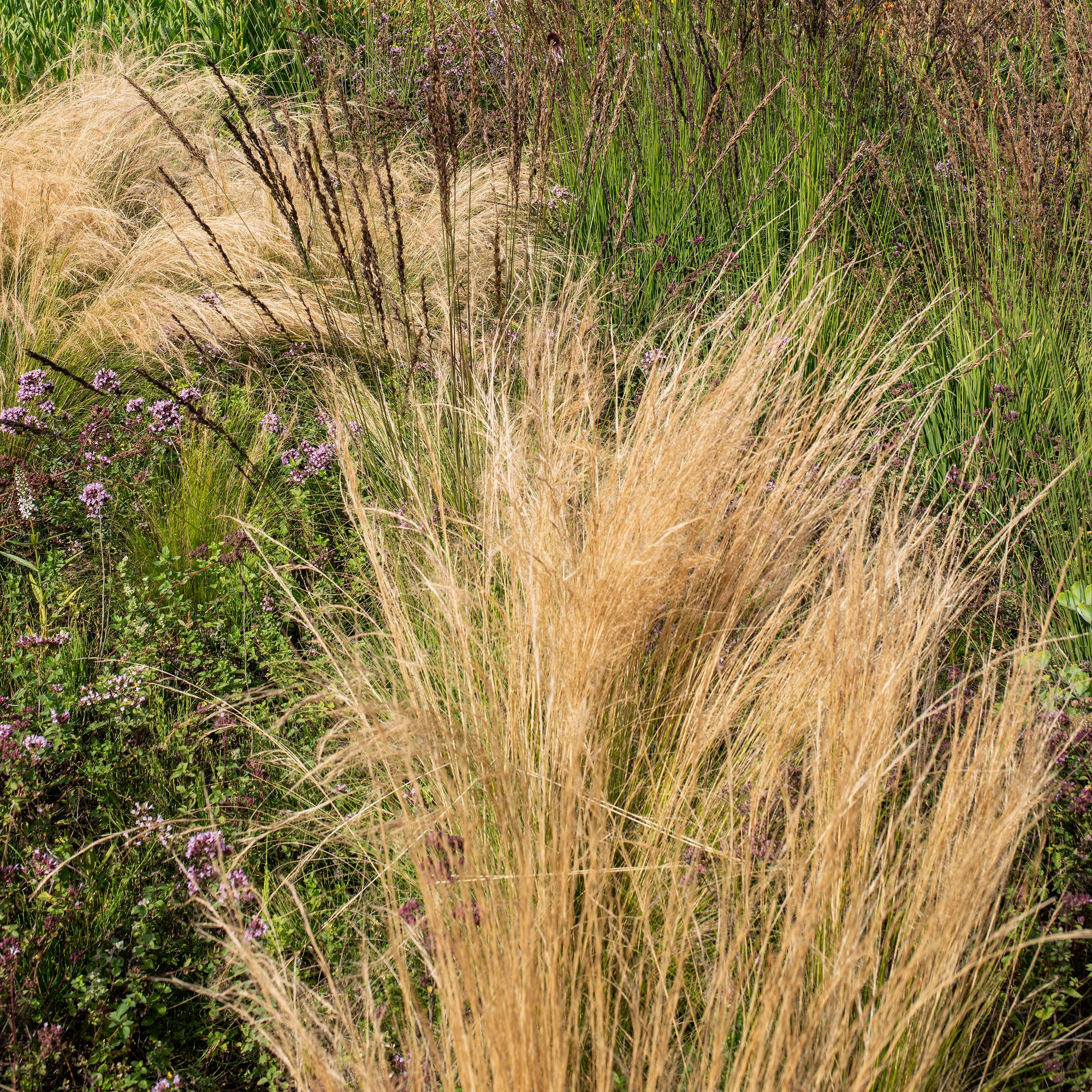 Grass - Feather 'Pony Tails'