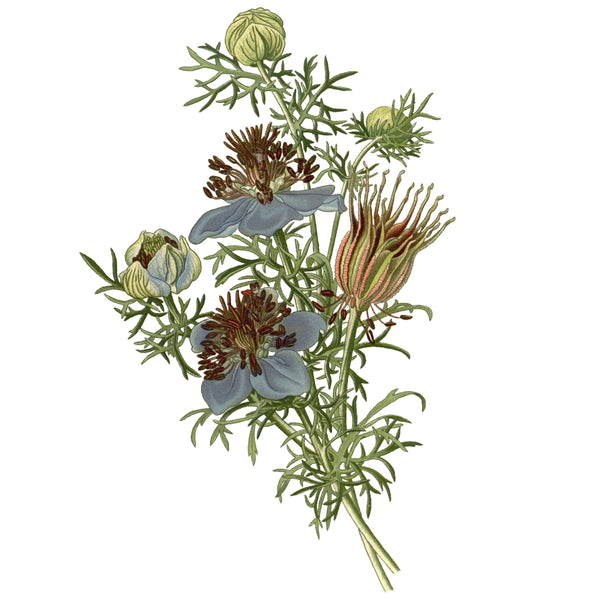 Love-in-a-Mist 'Midnight'