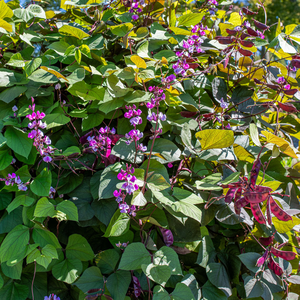 hyacinth bean plant seeds Dolichos. Hyacinth Bean Lab Lab Ruby Moon 15 flower seeds