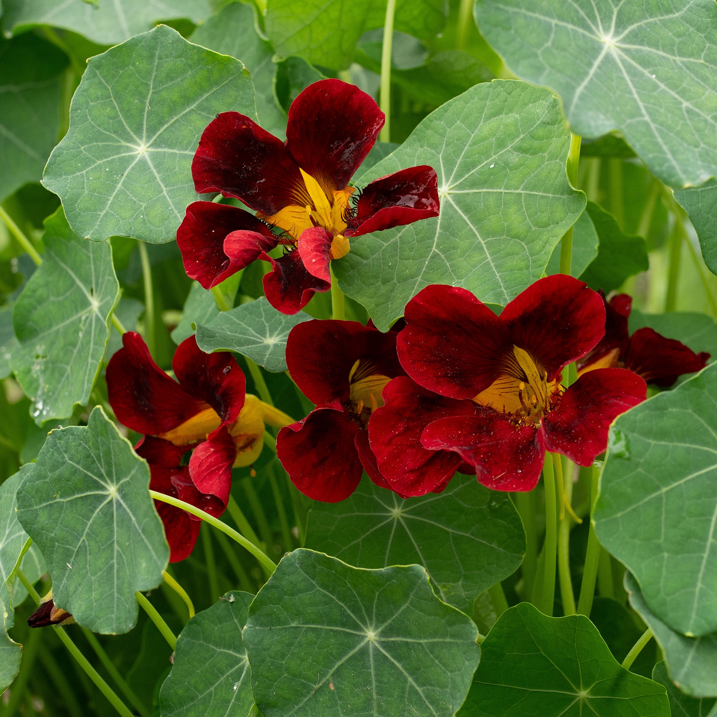 black velvet flower seeds Nasturtium 'Black Velvet'