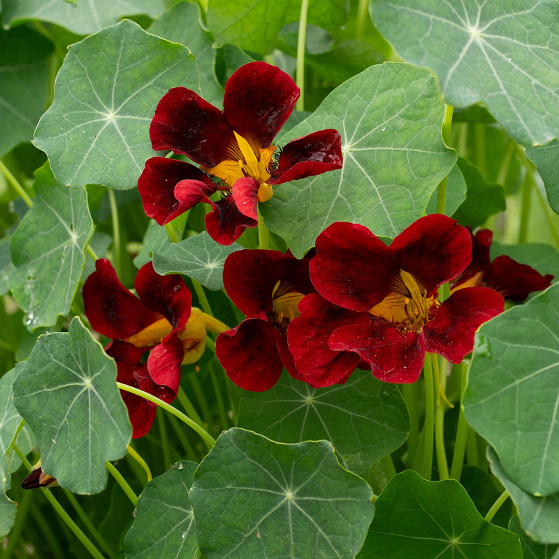 nasturtium indoor plant Nasturtium 'Black Velvet'