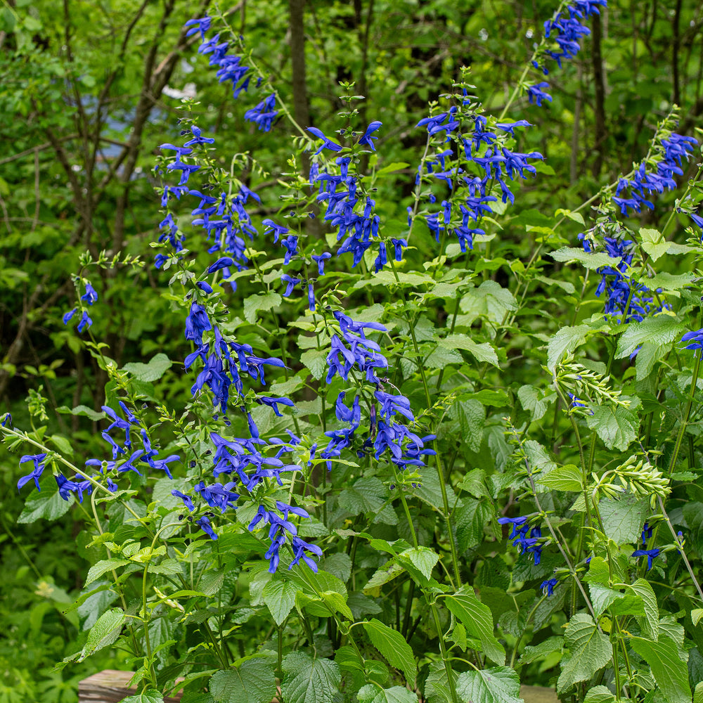 Salvia 'Blue Brazilian Sage' - S1