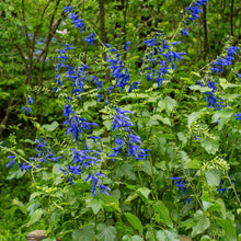 Salvia 'Blue Brazilian Sage' - S1
