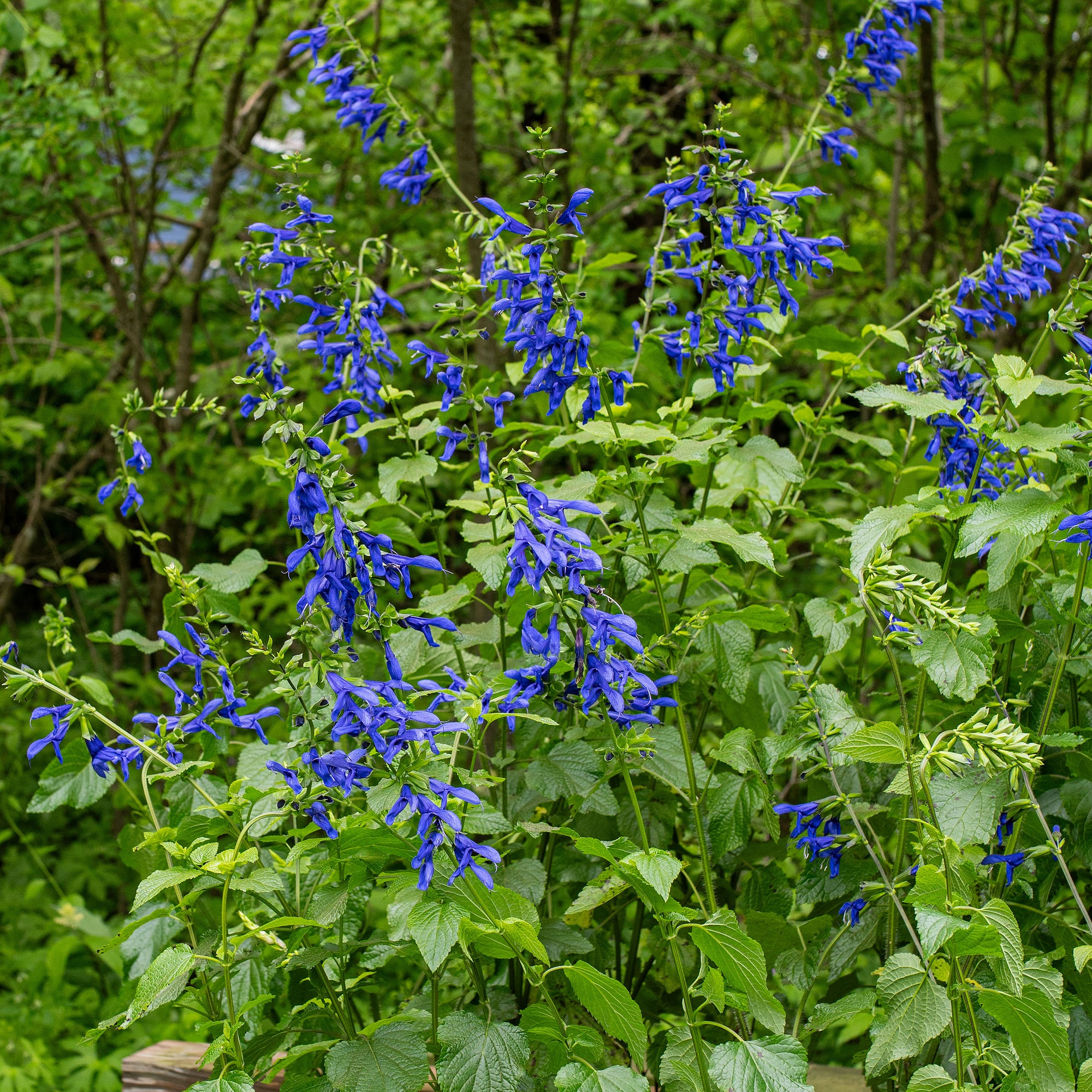 Salvia 'Blue Brazilian Sage' - S1
