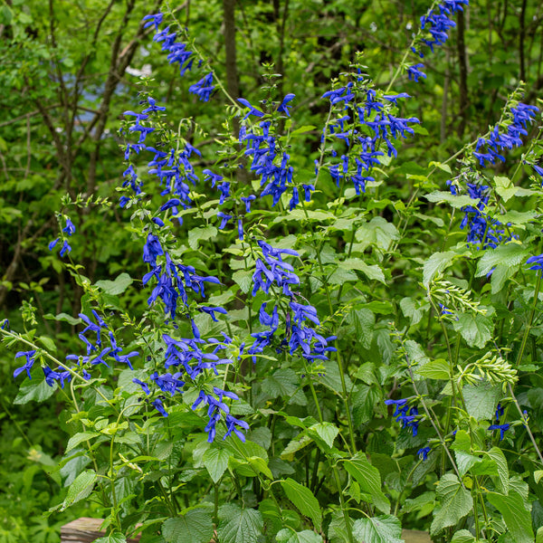 Salvia 'Blue Brazilian Sage' - S1