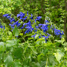 Salvia 'Blue Brazilian Sage' - S1