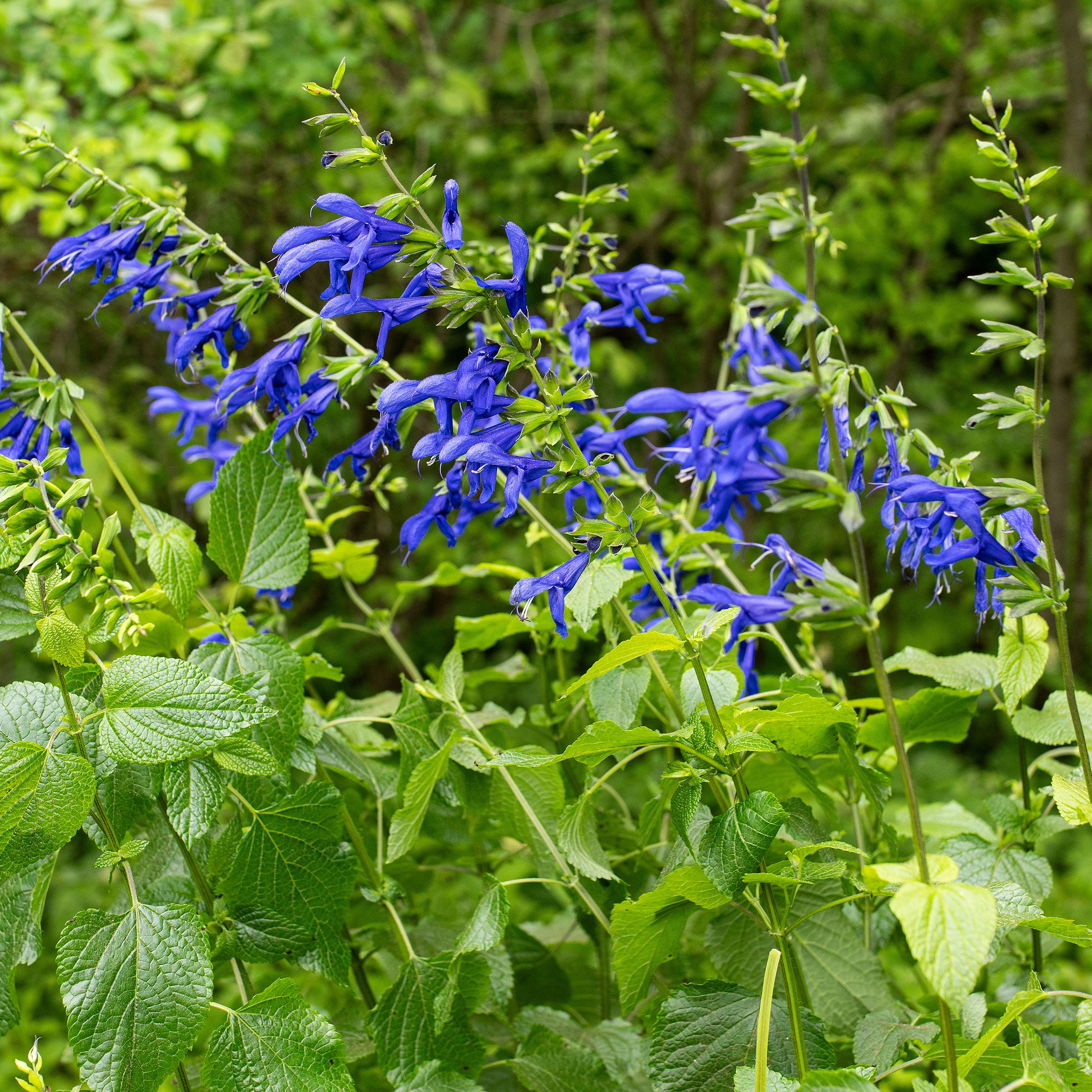 Salvia 'Blue Brazilian Sage' plants
