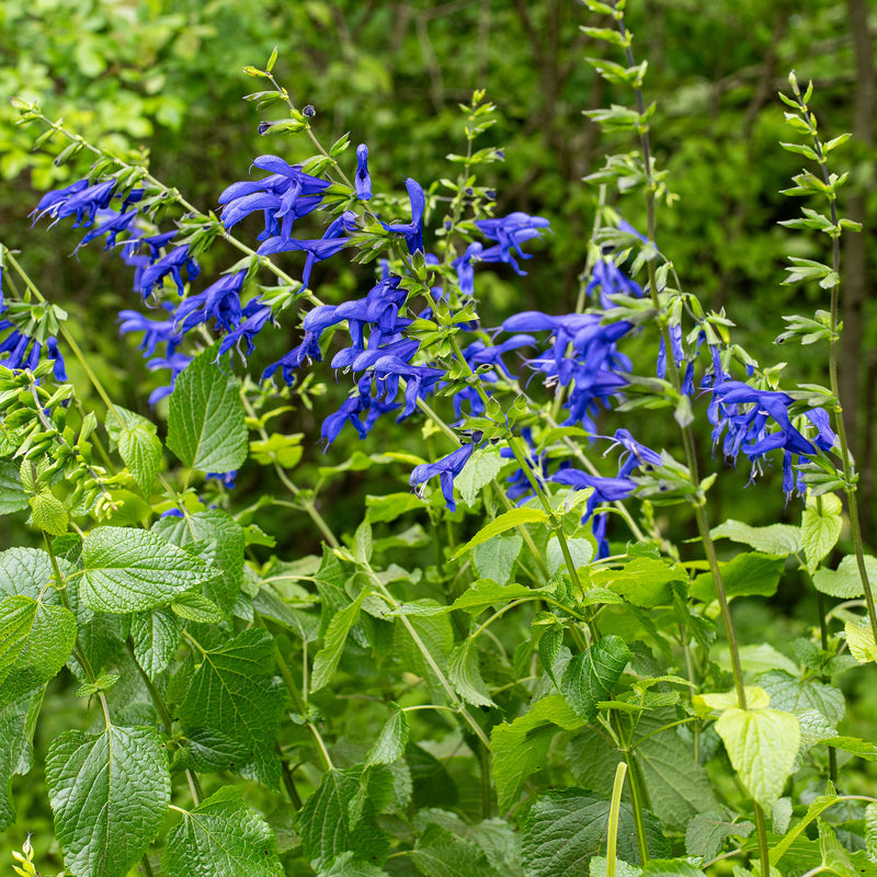 Salvia 'Blue Brazilian Sage' - S1