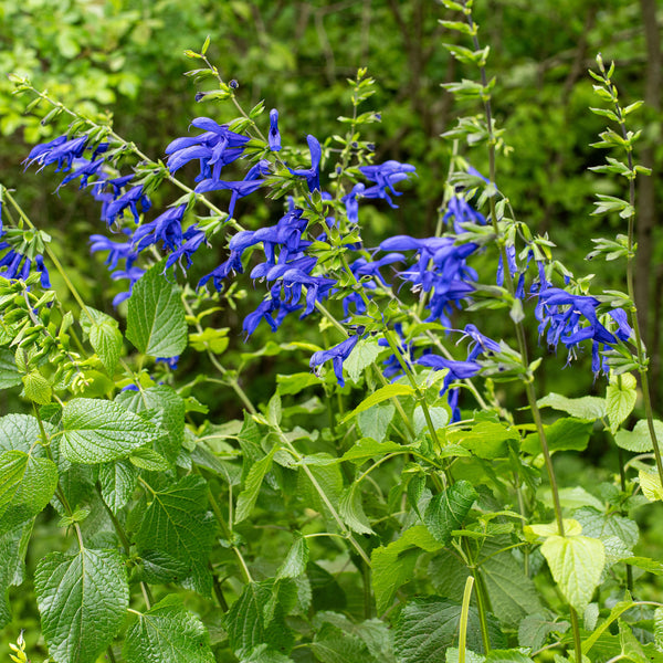 Salvia 'Blue Brazilian Sage' plants