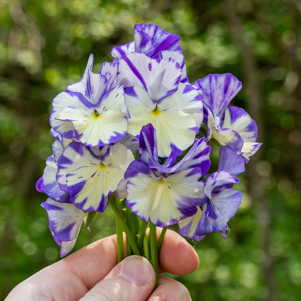 Viola 'Rebecca' plants