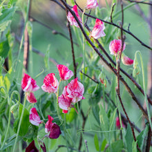 Sweet Pea 'America'