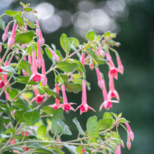 Fuchsia 'Billy Green' - S1