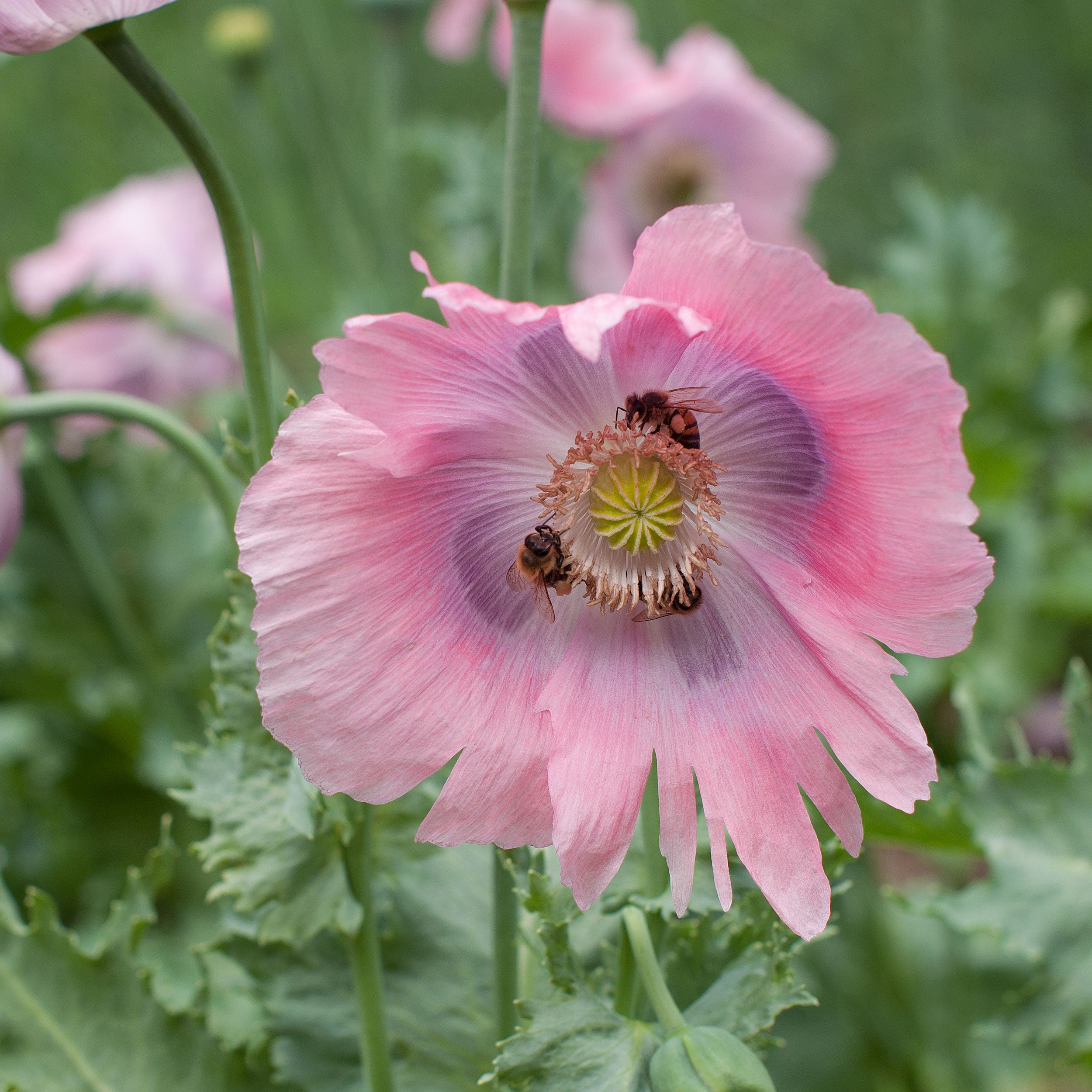 poppy seeds to plant Poppy 'Imperial Pink' Organic