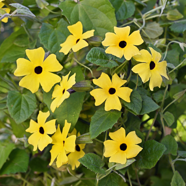 
    



Black-eyed Susan Vine 'Sunny™ Lemon Star' 
