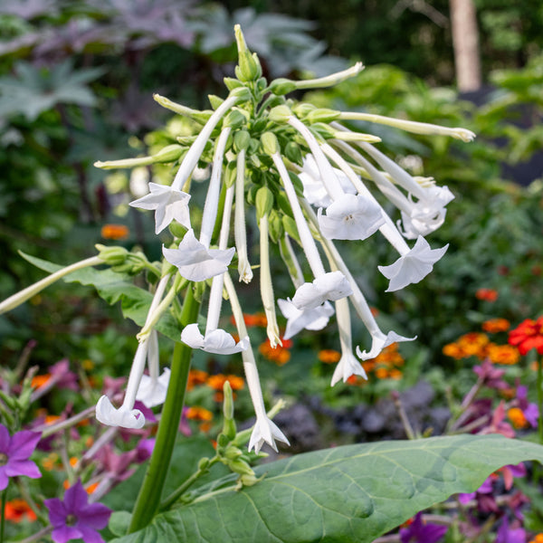 Tobacco 'Woodland'