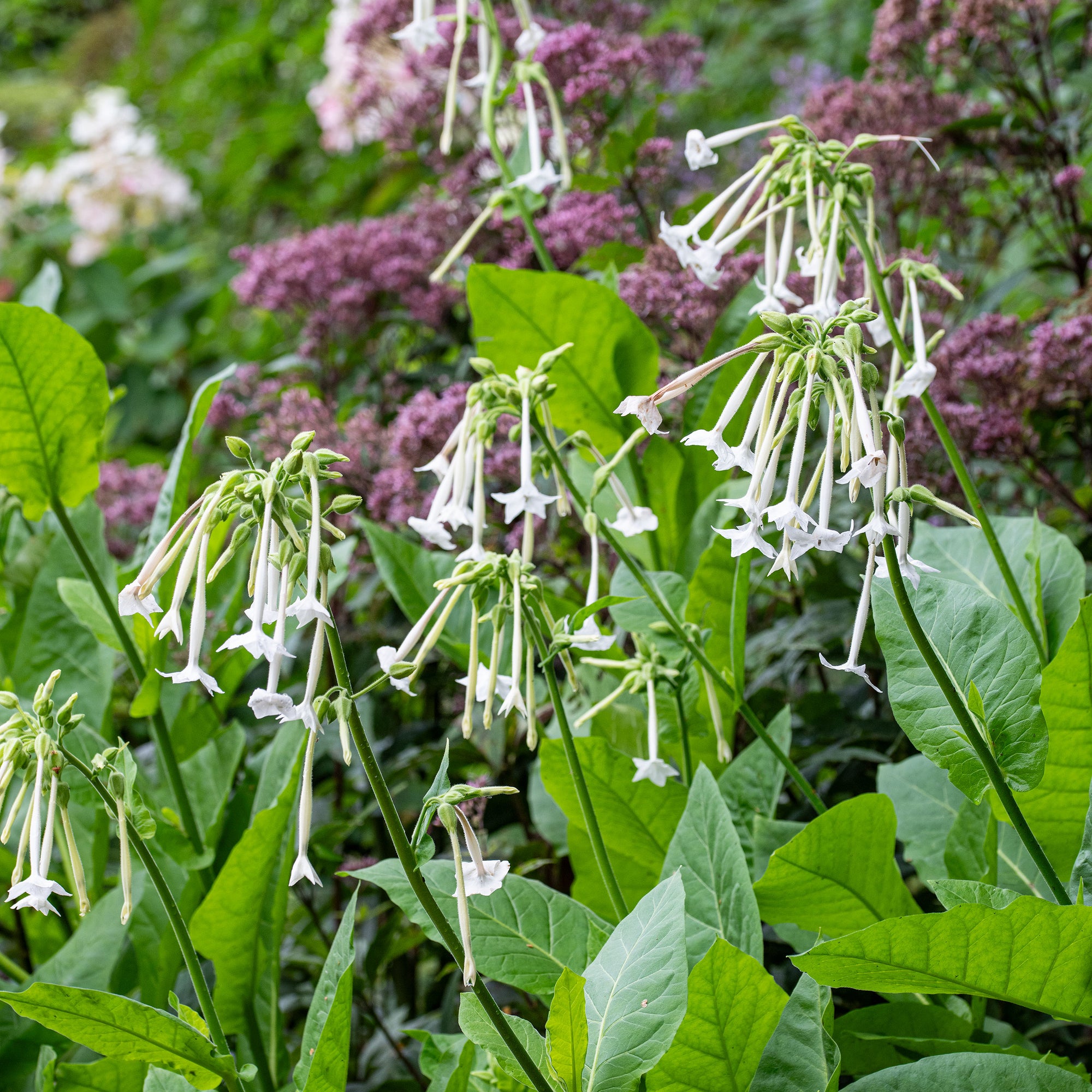 Tobacco 'Woodland'