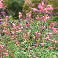 
    



Agastache 'Summer Breeze' 
