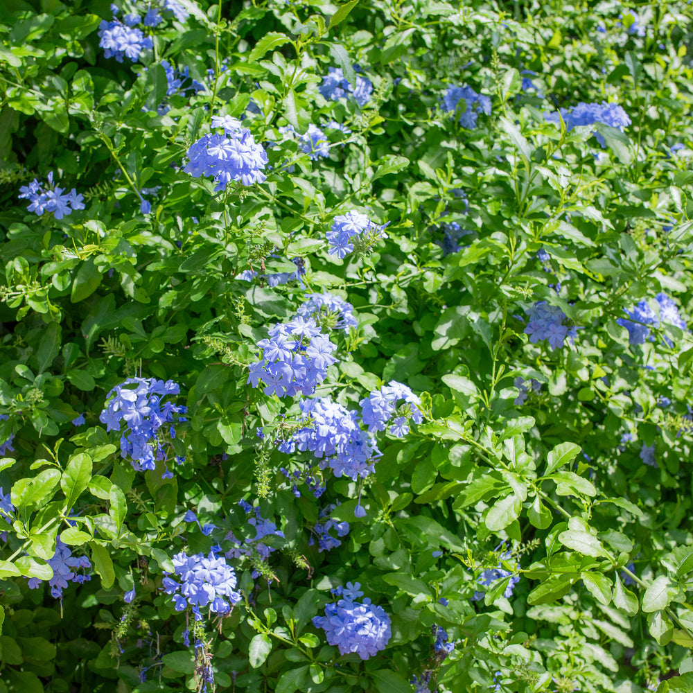 Plumbago 'Imperial Blue' - S1