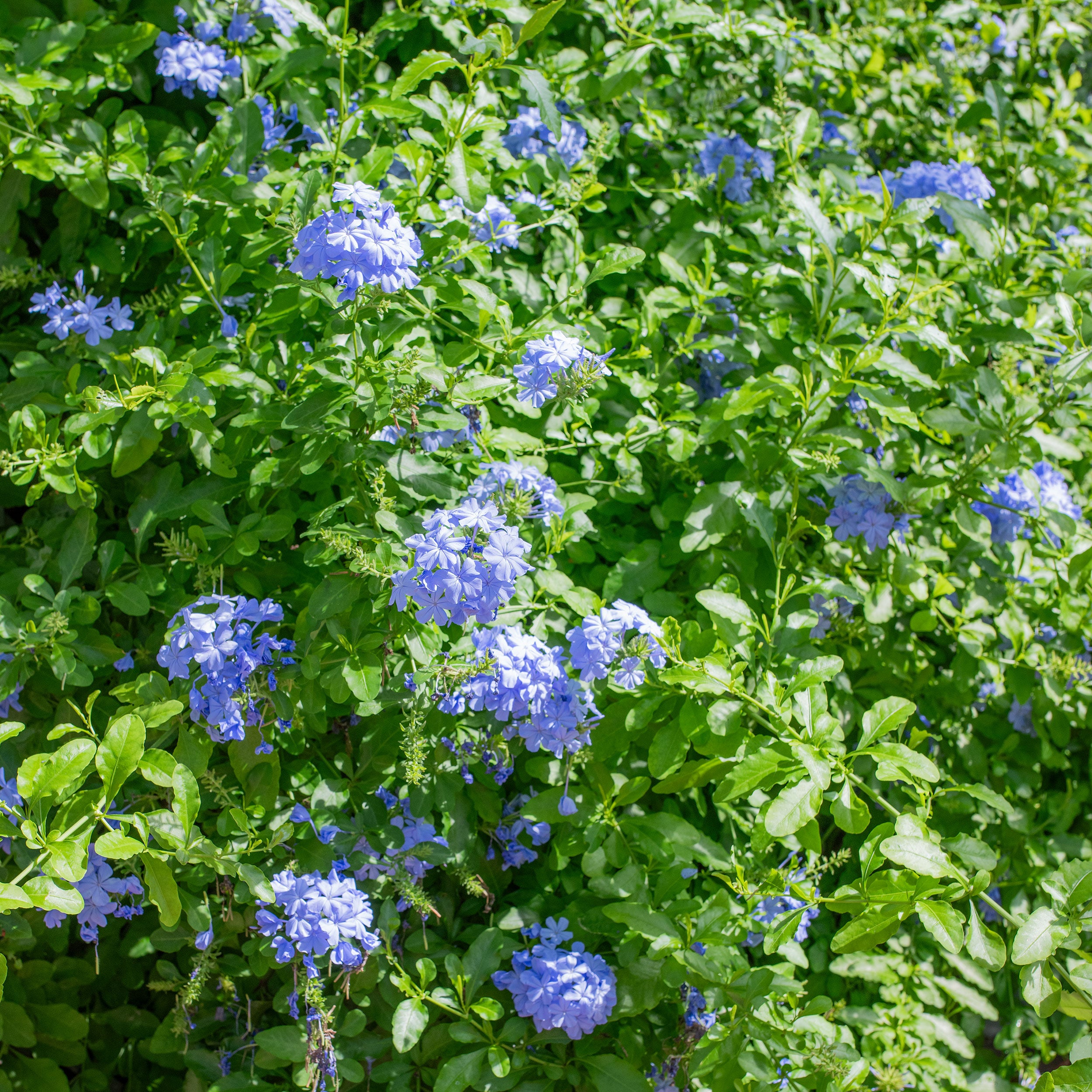Plumbago 'Imperial Blue' plants