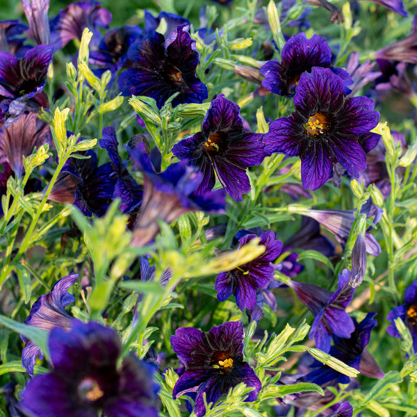 
    



Painted Tongue 'Kew Blue'
