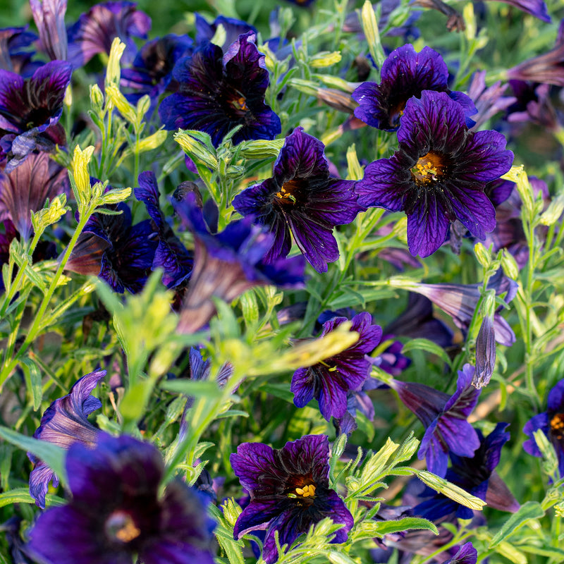 
  



Painted Tongue 'Kew Blue'
