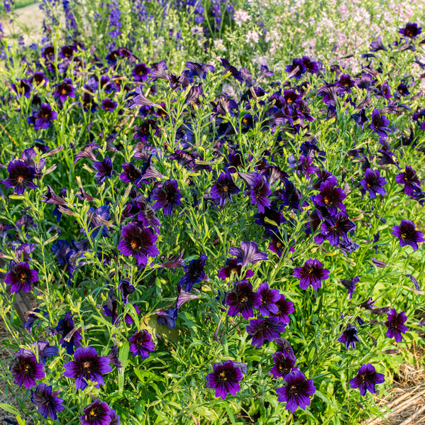 Painted Tongue 'Kew Blue'