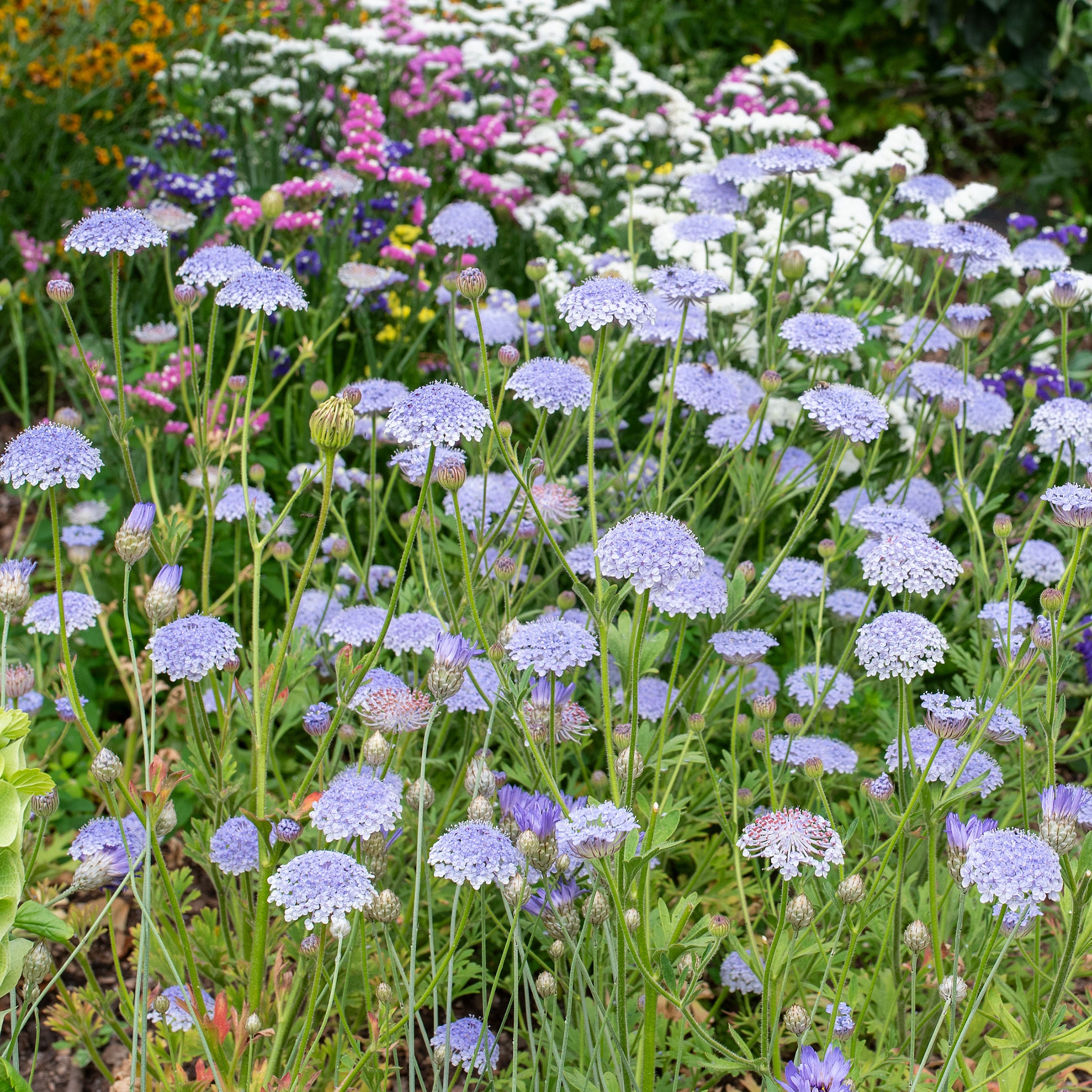 blue lace flower seeds Blue Lace Flower