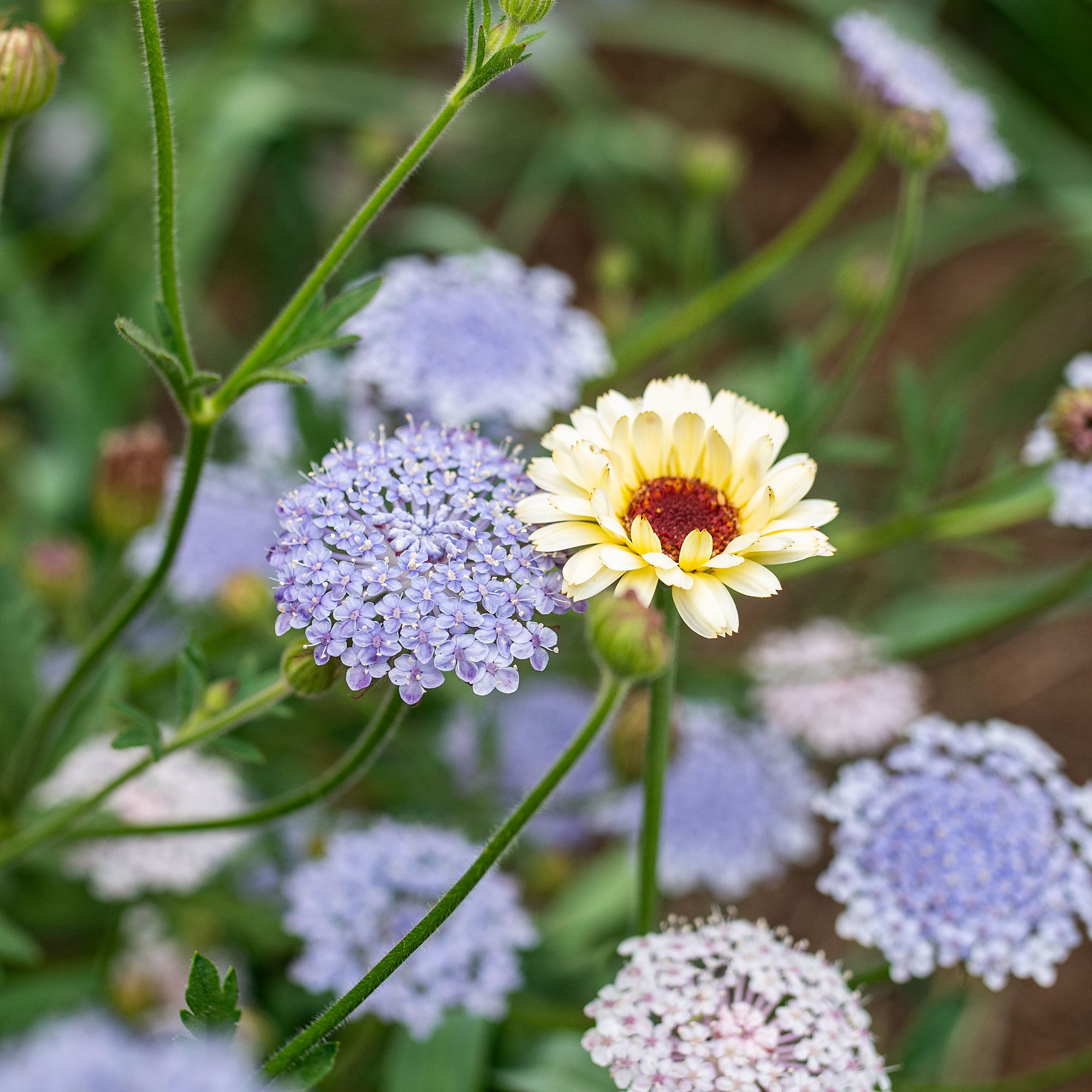growing lace flower from seed Blue Lace Flower seeds