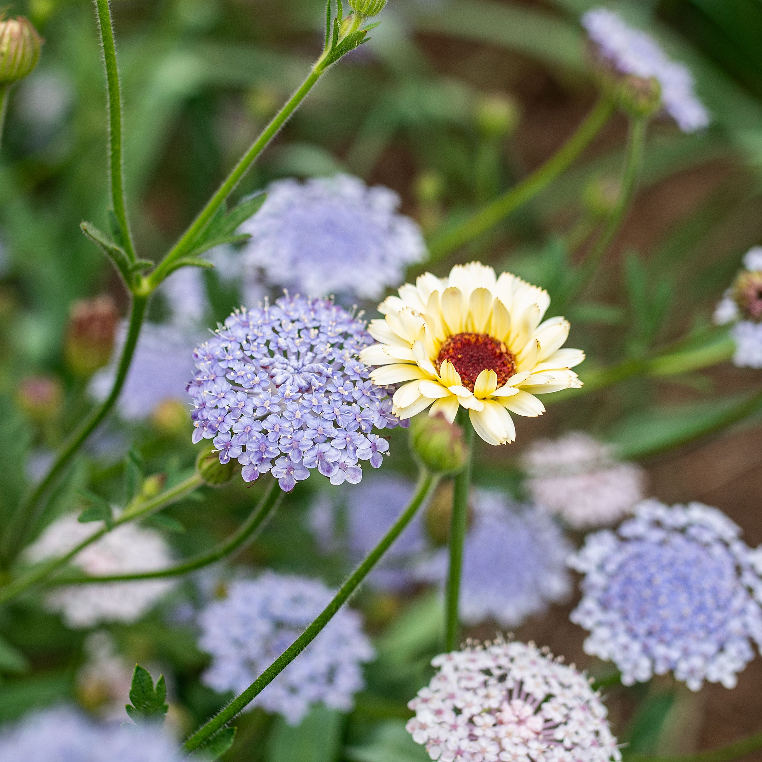 バレエ type L / lace flower sapphire blue Blue Lace Flower seeds - Didiscus caeruleus