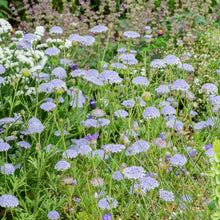 Blue Lace Flower