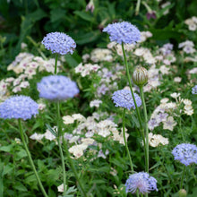 Blue Lace Flower
