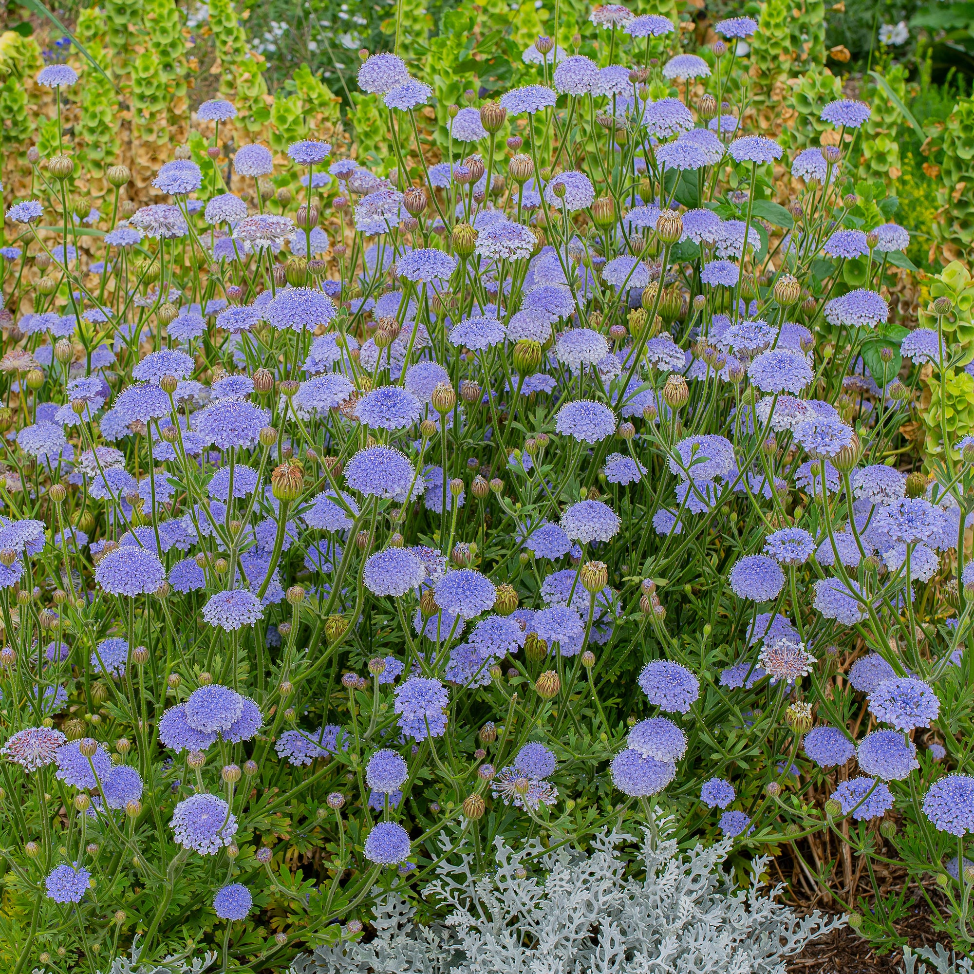 Blue Lace Flower