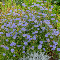 
    



Blue Lace Flower

