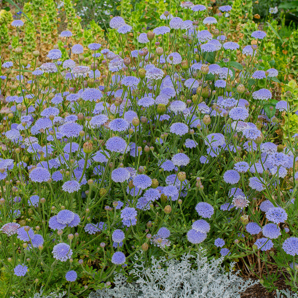 
    



Blue Lace Flower
