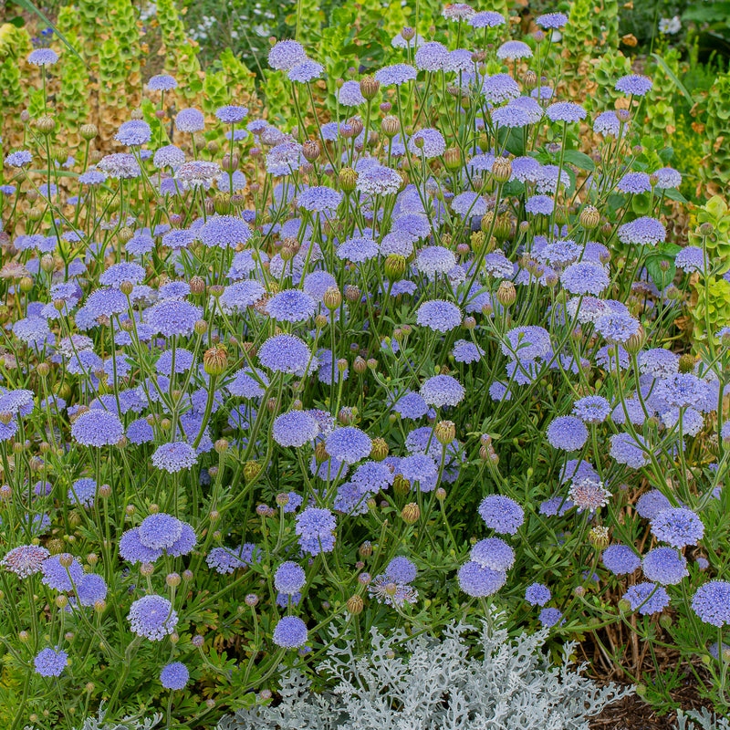 Blue Lace Flower