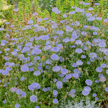 blue lace flower seeds Blue Lace Flower seeds