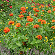Zinnia 'Benary's Giant Orange'