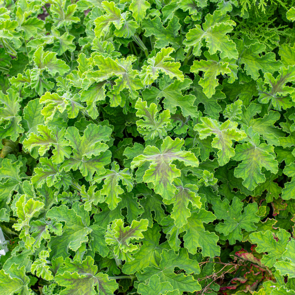 Geranium 'Chocolate Peppermint' - S1