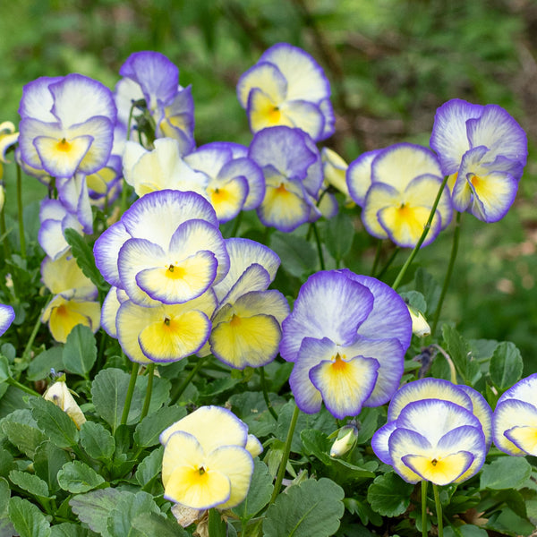 Viola 'Etain' plants