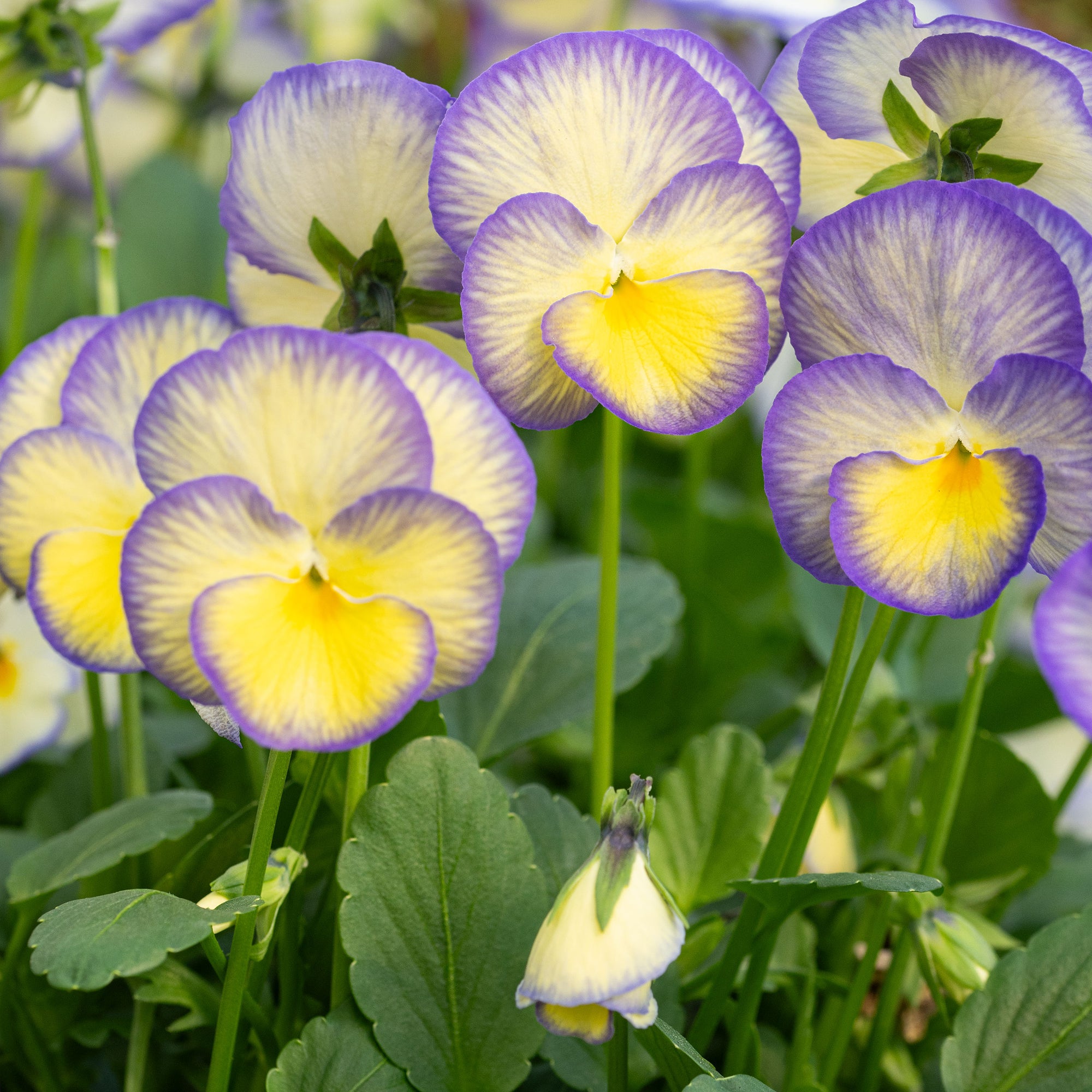 viola succulent Viola 'Etain' plants