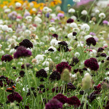 Sweet Scabious 'Black Knight' - S2