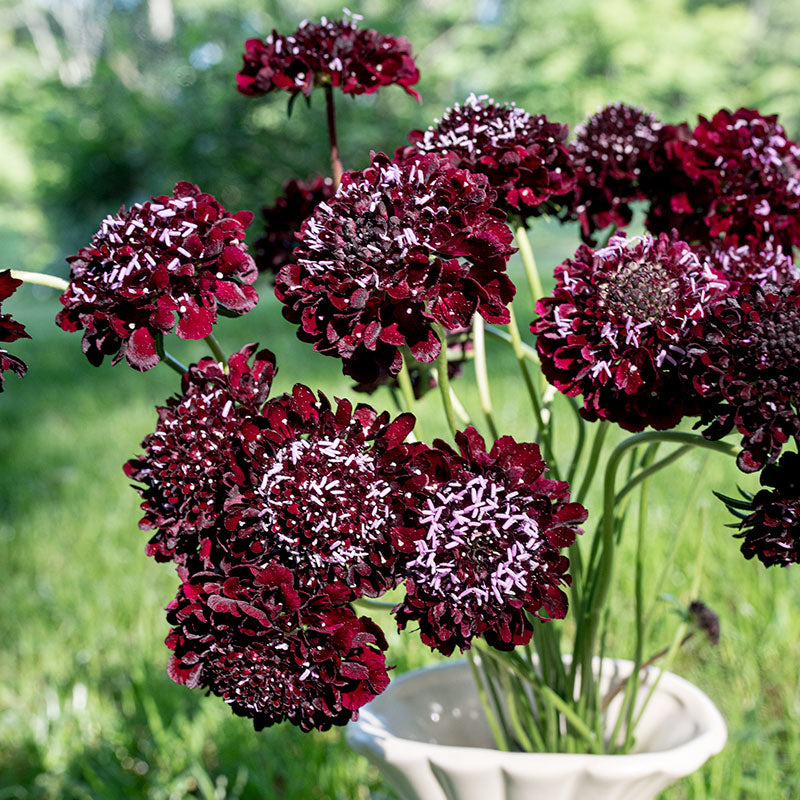 Sweet Scabious 'Black Knight' plants