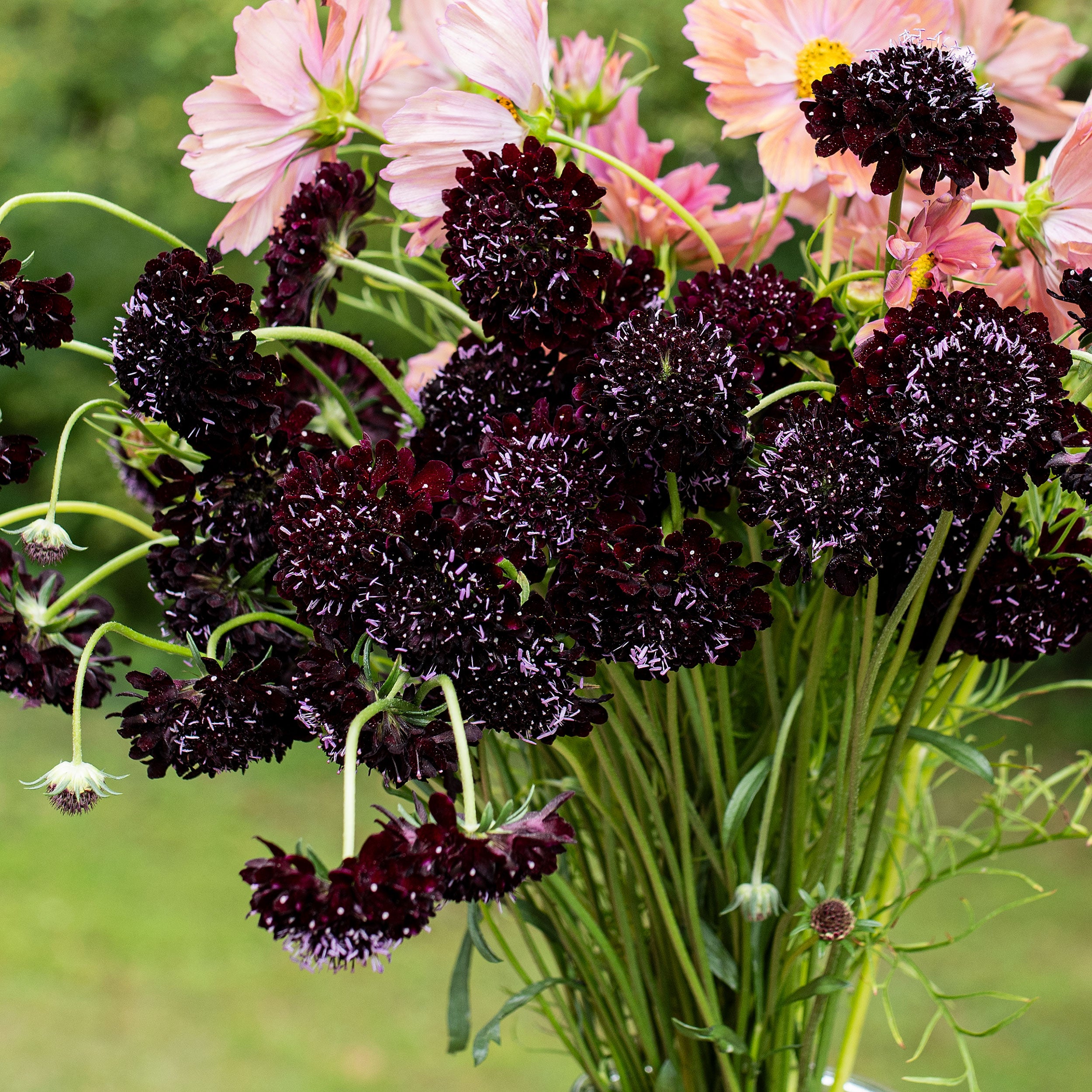 Sweet Scabious 'Black Knight' plants