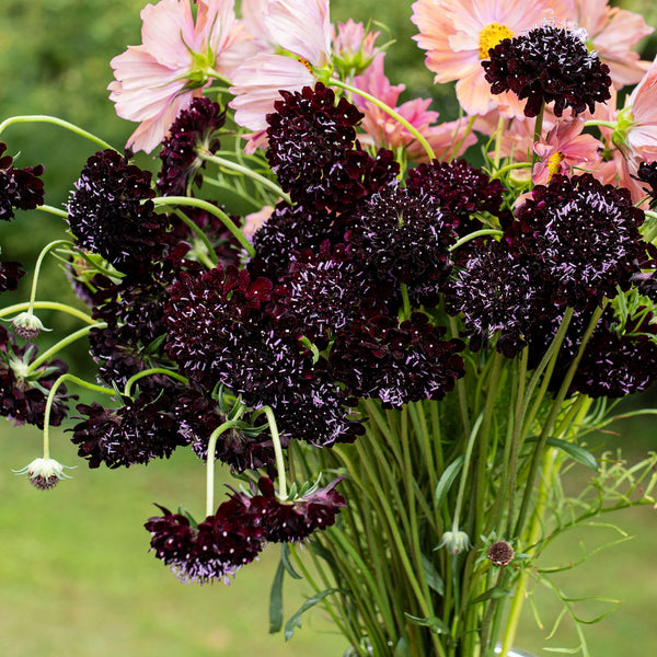 
    



Sweet Scabious 'Black Knight'
