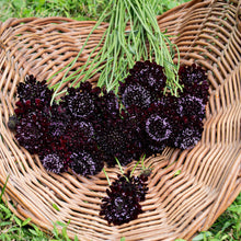Sweet Scabious 'Black Knight'
