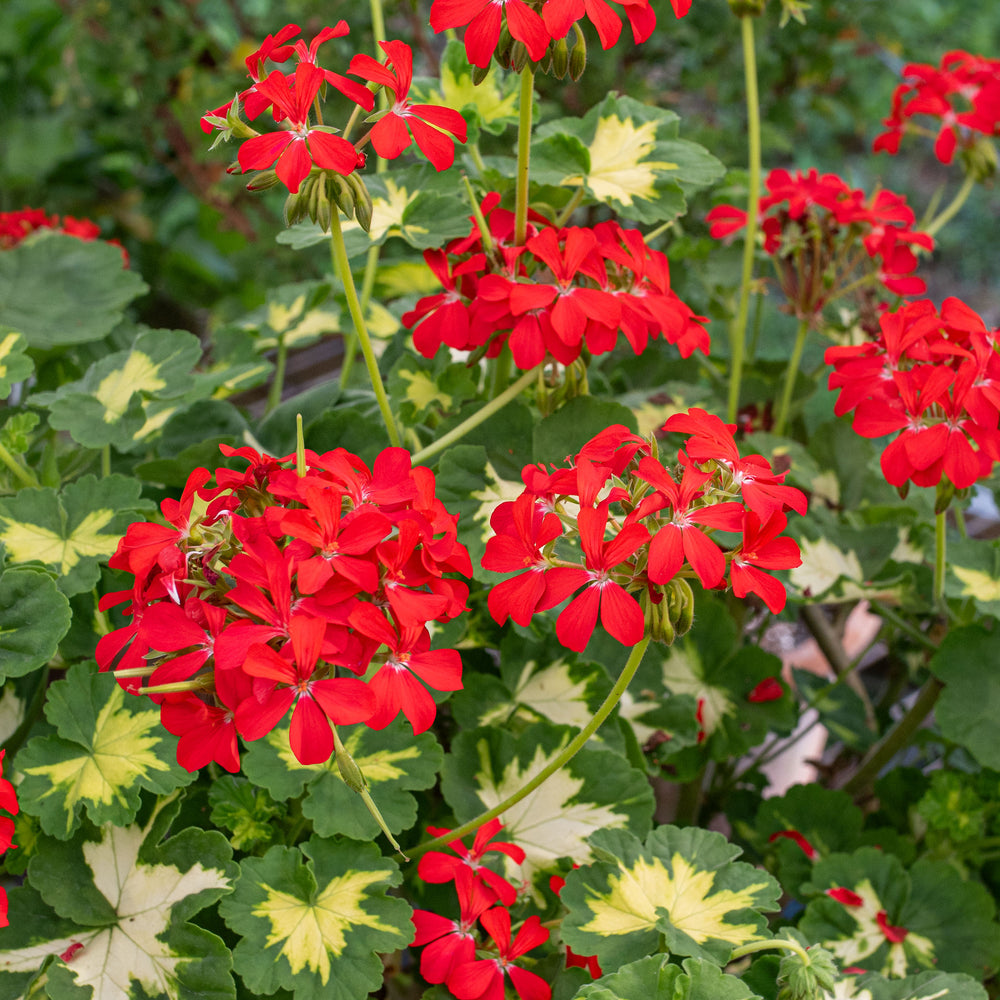 Geranium 'Happy Thought Red' - S1
