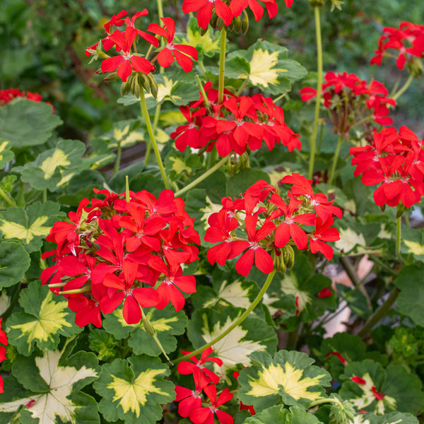 
    



Geranium 'Happy Thought Red' 
