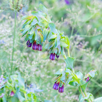 
    



Honeywort 'Kiwi Blue'
