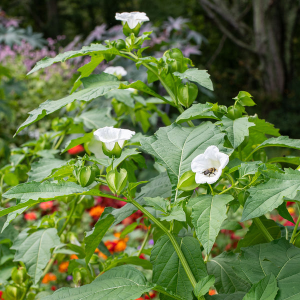 alba plant Nicandra 'Alba'