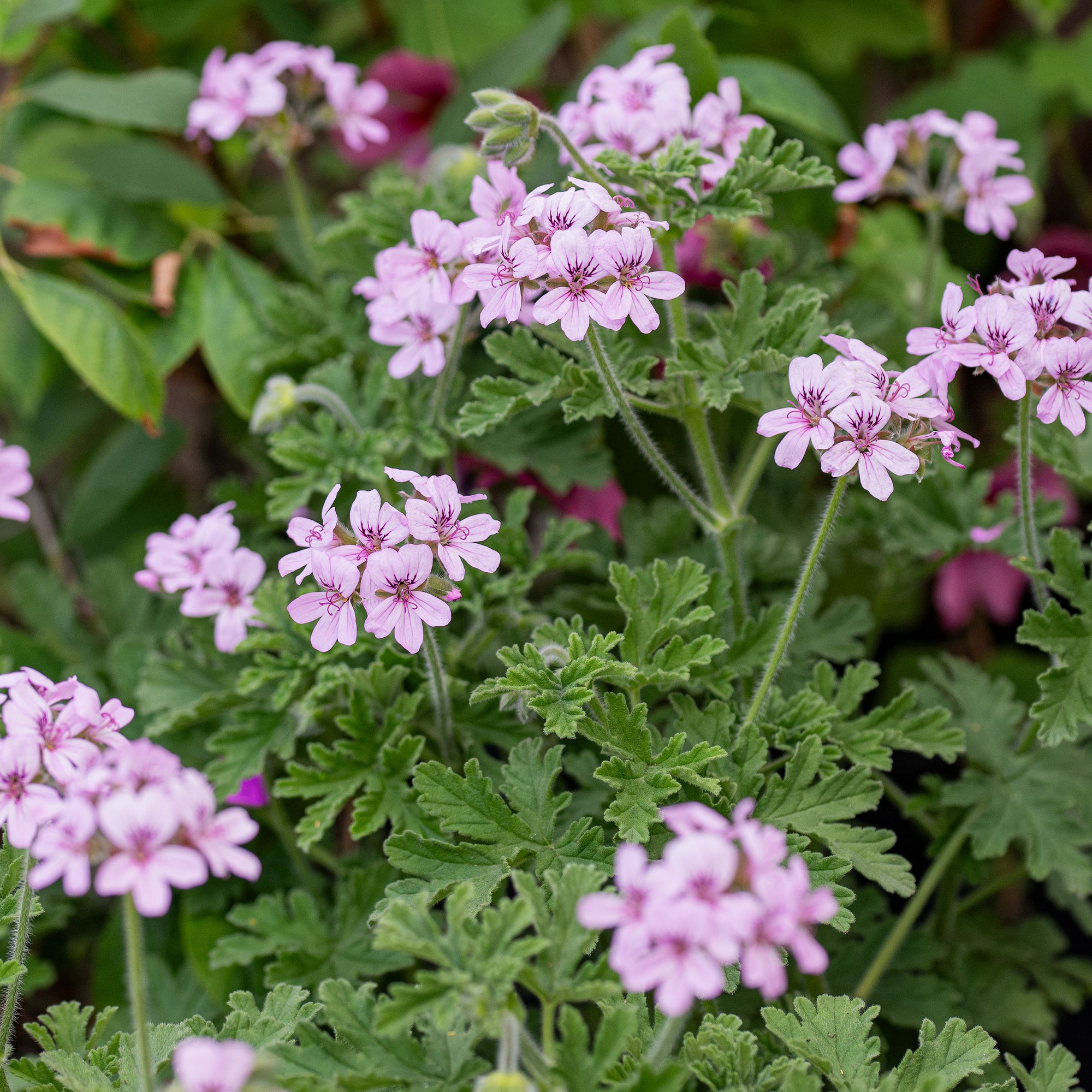 Scented Geranium 'True Rose' plants